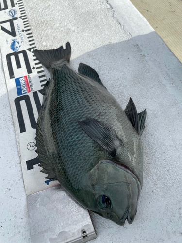 クチブトグレの釣果