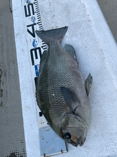 クチブトグレの釣果