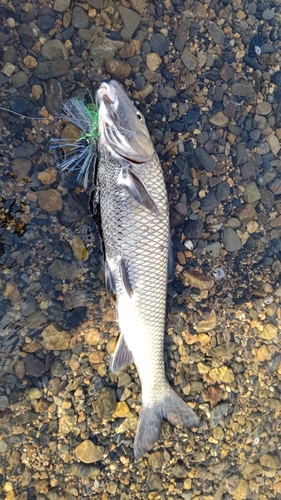 ニゴイの釣果