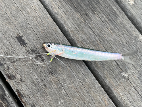 カタクチイワシの釣果