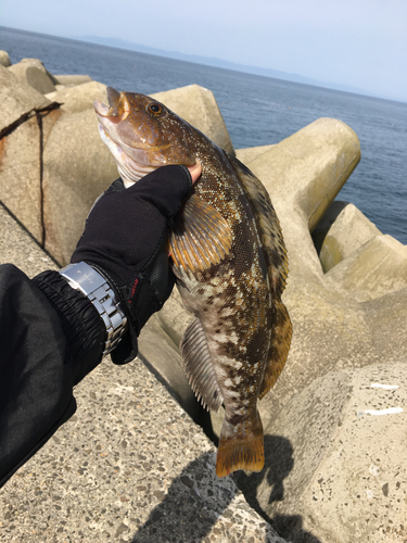 アイナメの釣果