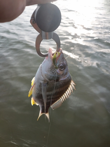 キビレの釣果