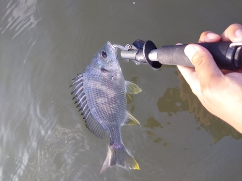 キビレの釣果