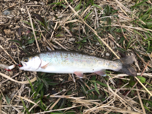 ニジマスの釣果