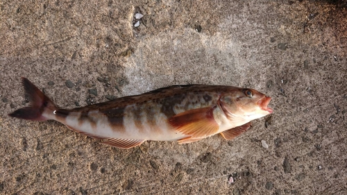 ホッケの釣果