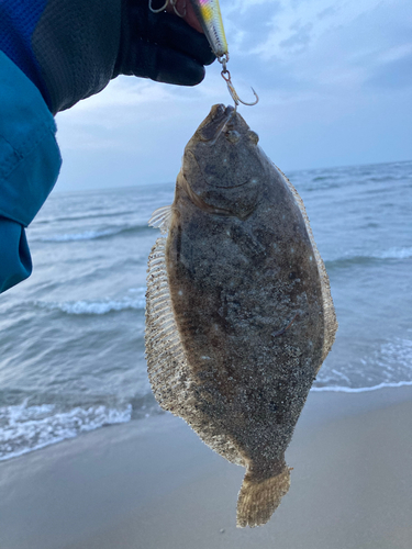 ソゲの釣果