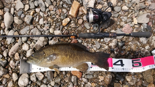 スモールマウスバスの釣果