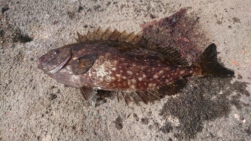 アイゴの釣果