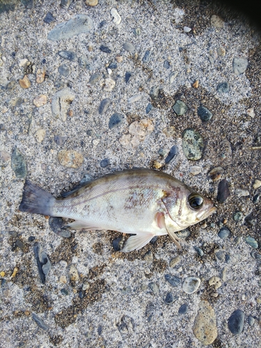 シロメバルの釣果