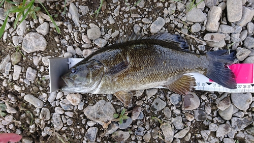 スモールマウスバスの釣果