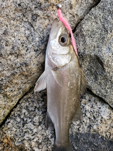 フッコ（マルスズキ）の釣果