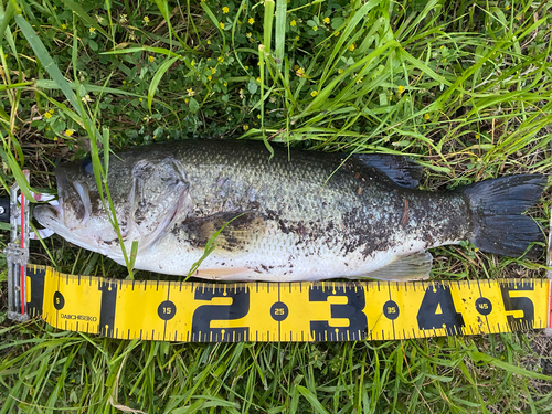 ブラックバスの釣果