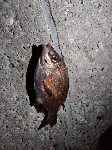 ウミタナゴの釣果