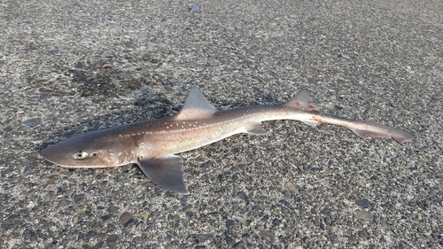 ホシザメの釣果