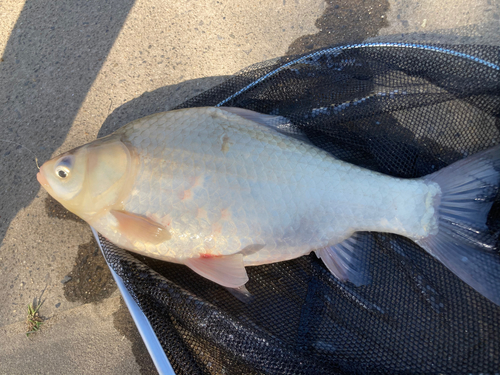 ヘラブナの釣果