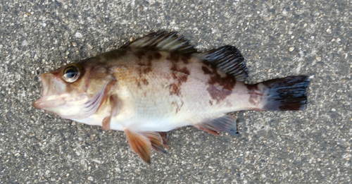 メバルの釣果