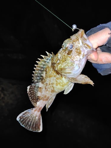 カサゴの釣果