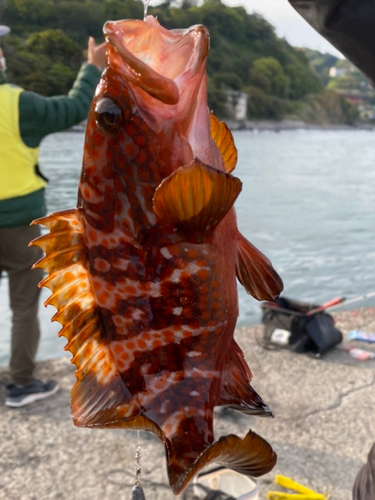 キジハタの釣果