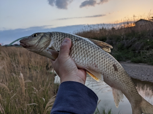 ニゴイの釣果