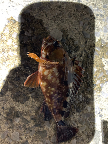 カサゴの釣果