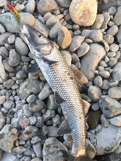 ニゴイの釣果