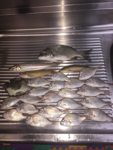 タイの釣果