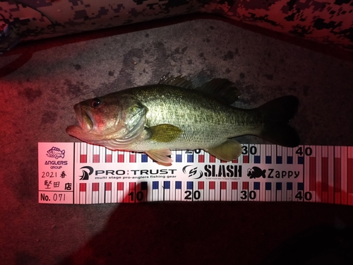 ブラックバスの釣果