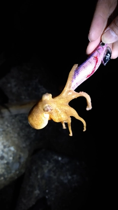 タコの釣果