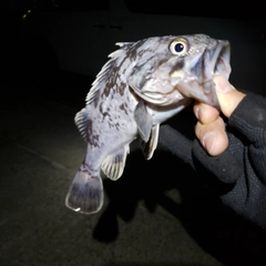 ソイの釣果