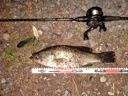 ブラックバスの釣果