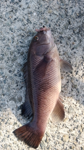 カンダイの釣果