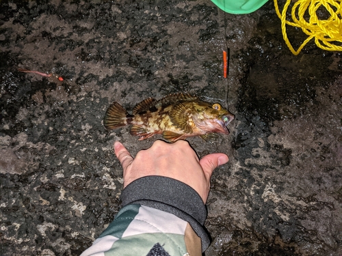 カサゴの釣果