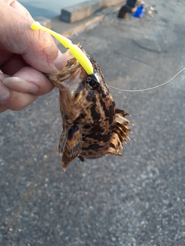 タケノコメバルの釣果