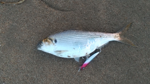 コノシロの釣果