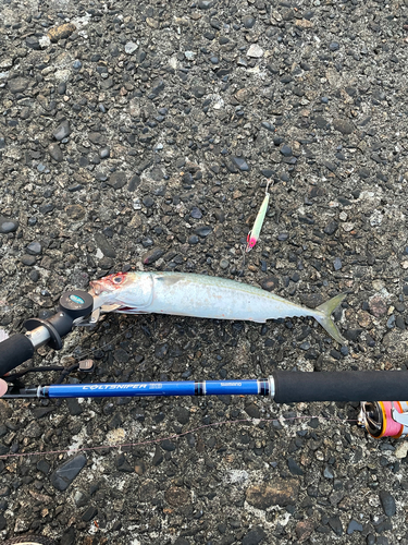 サバの釣果