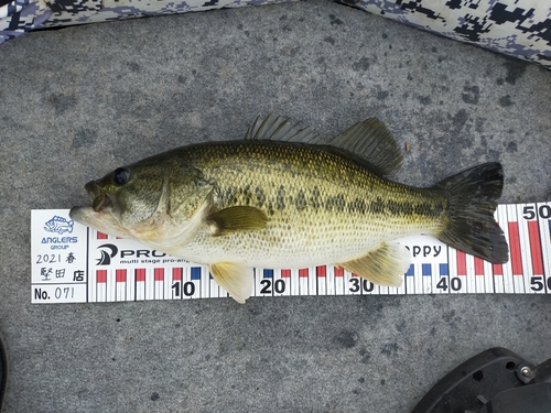 ブラックバスの釣果