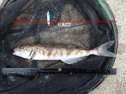 ホッケの釣果