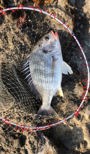 キビレの釣果