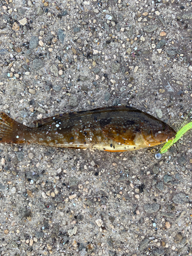 アイナメの釣果