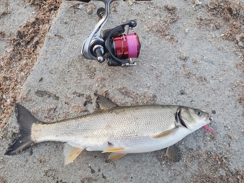 ウグイの釣果