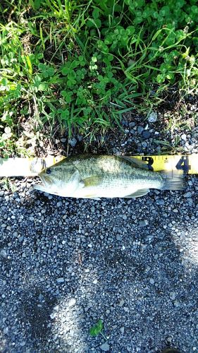 ブラックバスの釣果