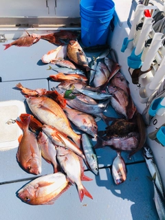 マダイの釣果