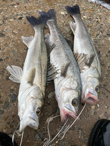 シーバスの釣果