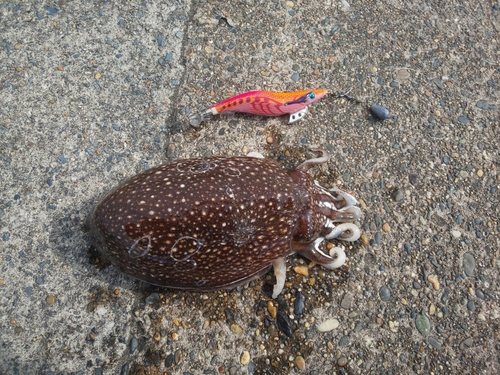 シリヤケイカの釣果