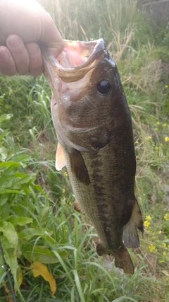 ラージマウスバスの釣果