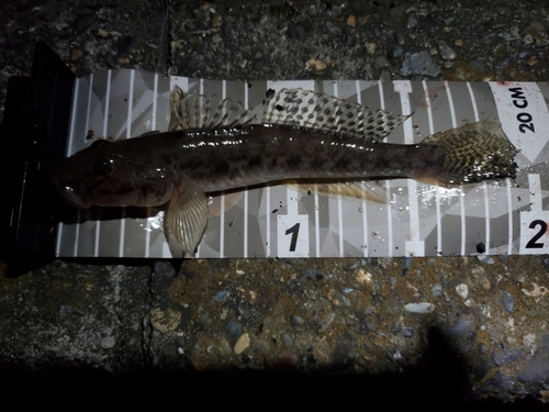 ハゼの釣果