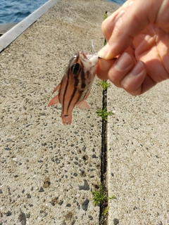 ネンブツダイの釣果