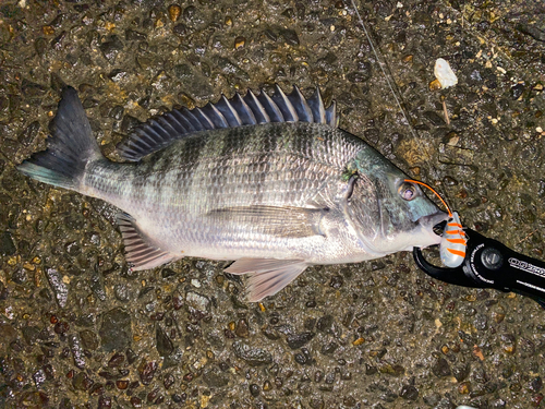 チヌの釣果