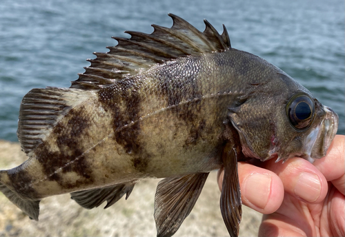 シロメバルの釣果