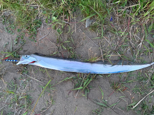 タチウオの釣果